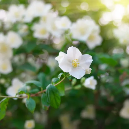 Кай Жасмин Аромат