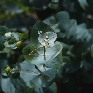 Аромат эвкалипта и мяты