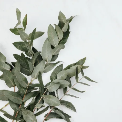 Аромат эвкалипта и мяты — изображение 3