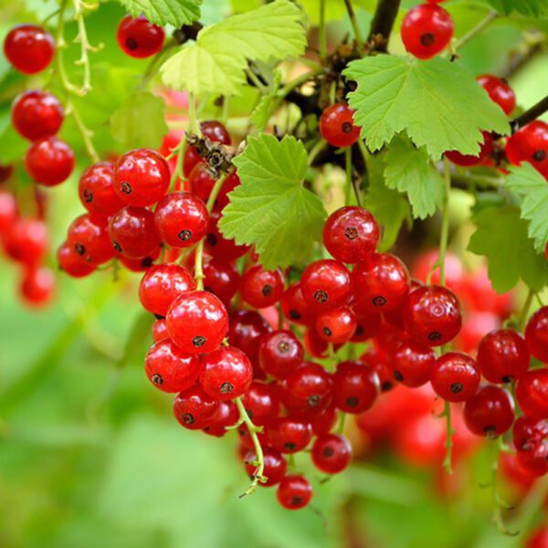 Splash Red Currant