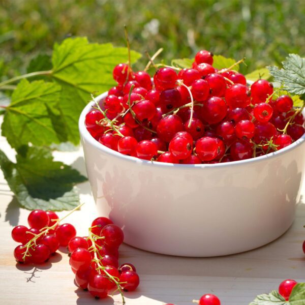 Splash Red Currant2