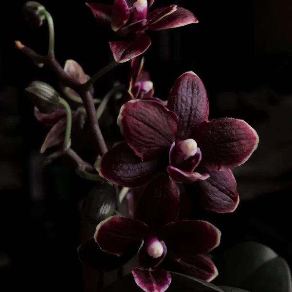 Black Orchid Fragrance 1
